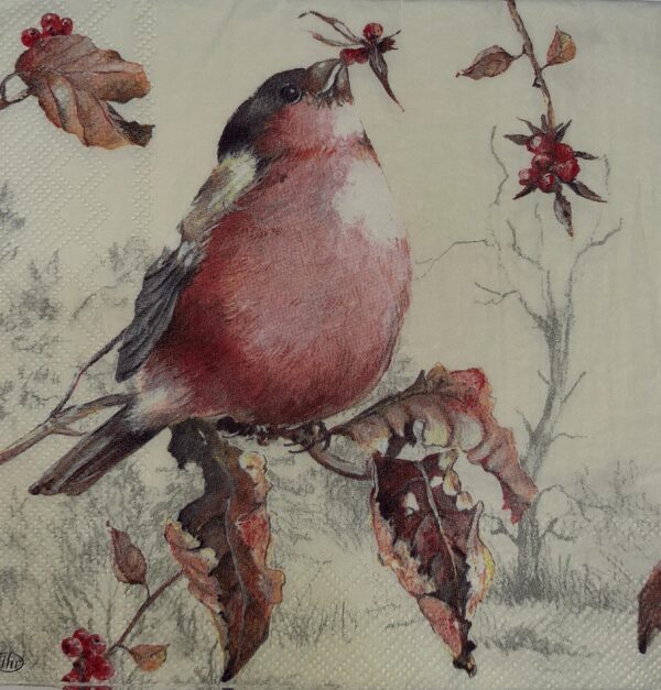 BEAUTIFUL BULL FINCH CREAM - HERMOSO PINZON TORO