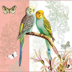 BUDGIES CORAL - CORAL DE BUDGIES