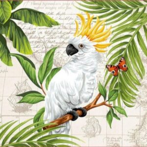 COCKATOO - CACATÚA